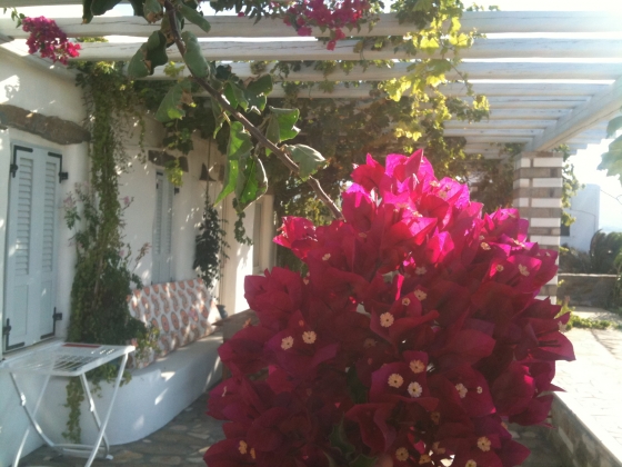 http://sassyj.net/media/blog/Bougainvillea_Veranda.JPG