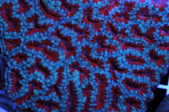 http://sassyj.net/media/blog/Coral2.jpg