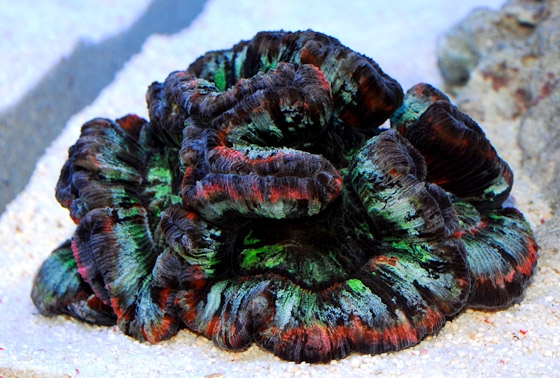 http://sassyj.net/media/blog/Coral_2.jpg