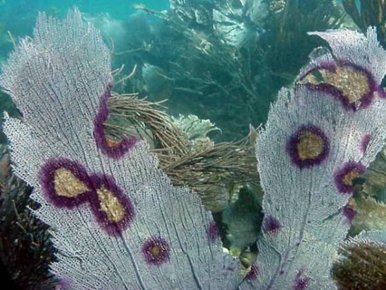 http://sassyj.net/media/blog/Coralaspergillus-infected-coral.png