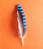 Jaybird Feather | Sassy J