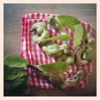 Magnolia Fruit | Sassy J