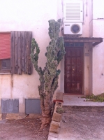 Sardinian Cactus | Sassy J