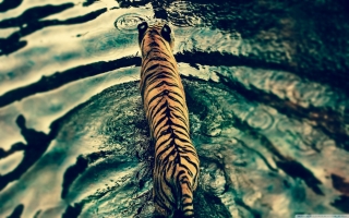 Indian Tiger | Sassy J